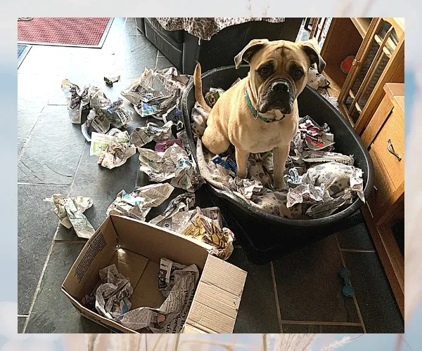 Tan dog sitting among cardboard boxes and crumpled paper during an enrichment game