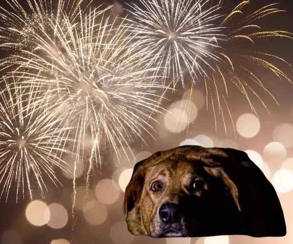 Dark brown dog resting with its head lowered as fireworks light up the background