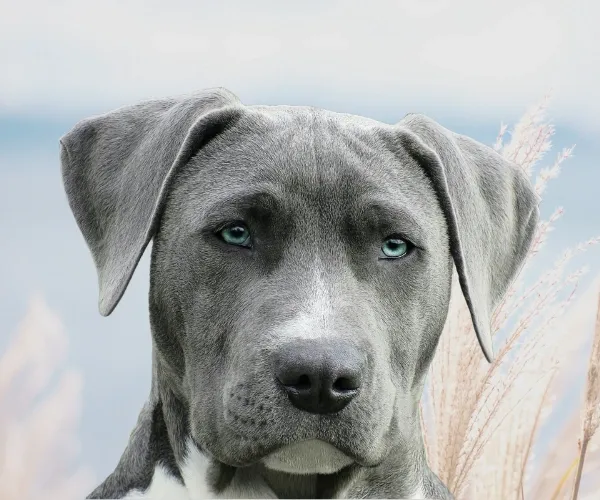 Close-up portrait of a grey puppy looking towards the camera