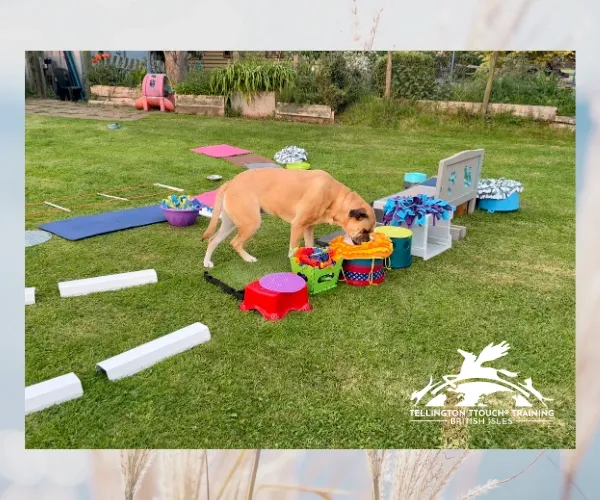 Tan dog exploring colourful objects in an outdoor TTouch enrichment playground