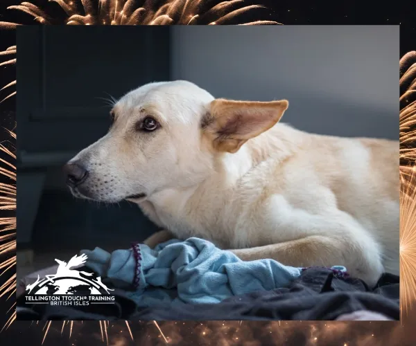 White dog lying on a blanket and looking cautiously to the side
