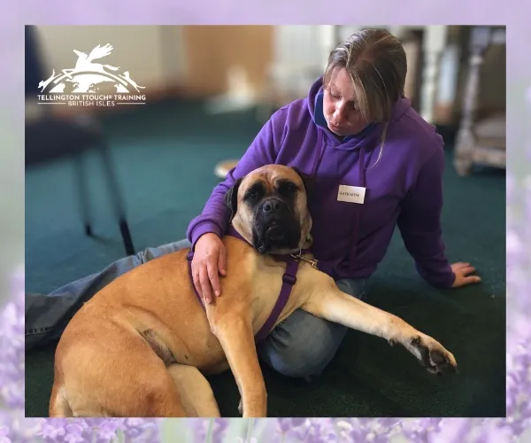 Tellington TTouch practitioner sitting beside and gently touching a large tan dog