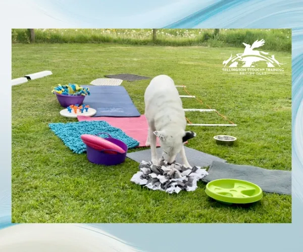 White dog exploring fabric and colourful objects in an outdoor Free Work activity