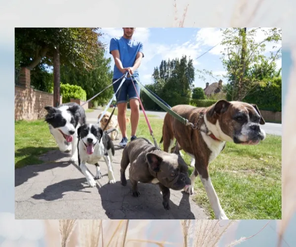 Person walking four dogs on leads along a sunny path