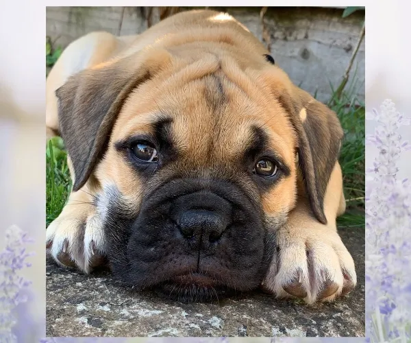 Young puppy lying down with its head resting between its front paws