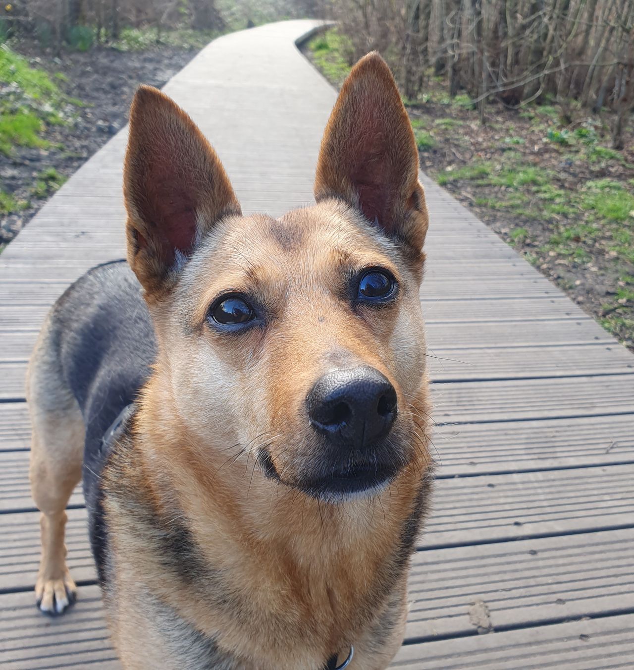 Dog Behaviourist London Behaviour and Training with Beyond Reactivity