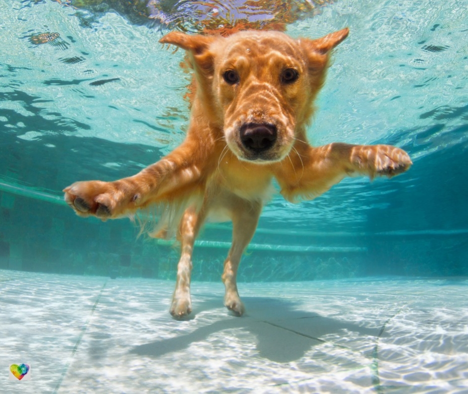 Dog swimming in indoor, heated pool in Keighley