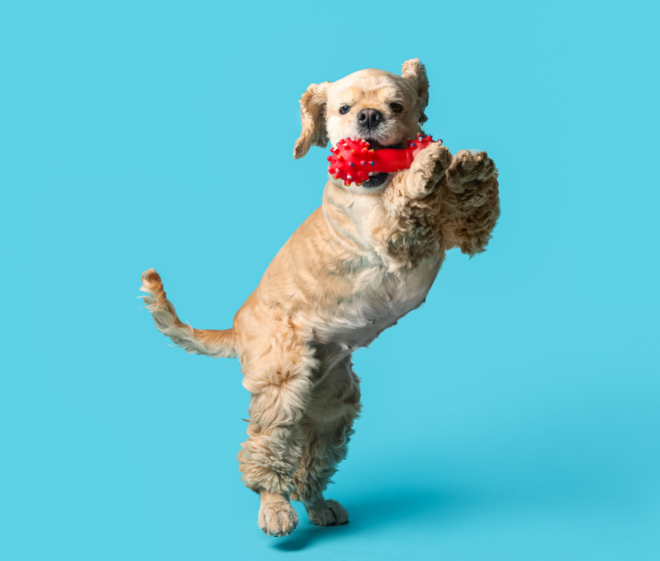 Trick Dog Classes in Keighley