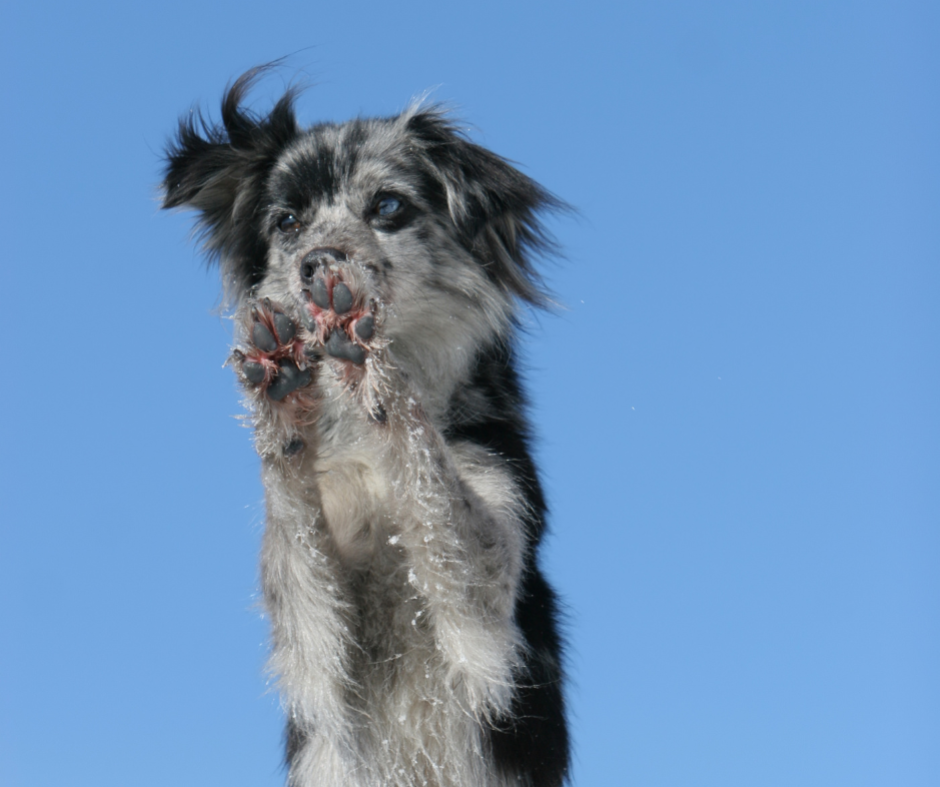 Heelwork to Music Keighley