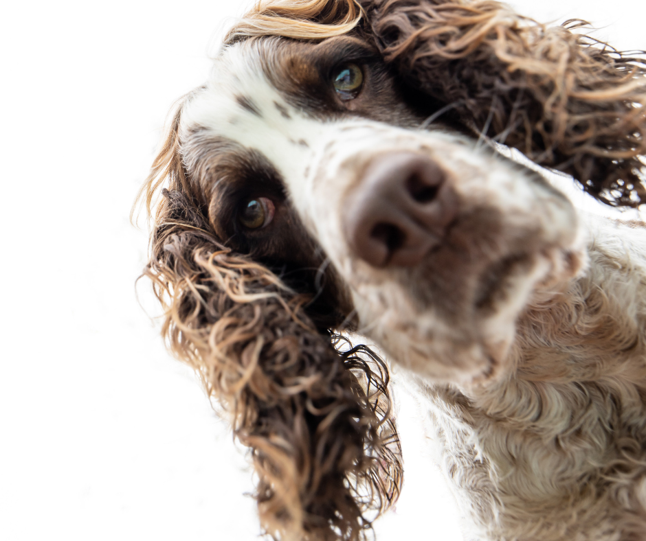 Friendly spaniel dog looking at camera during dog training session in Keighley