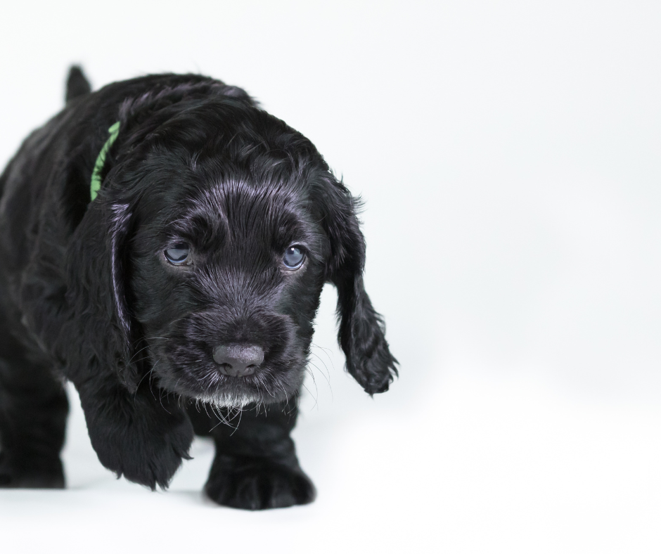 Young cocker spaniel puppy learning in puppy training class in Keighley