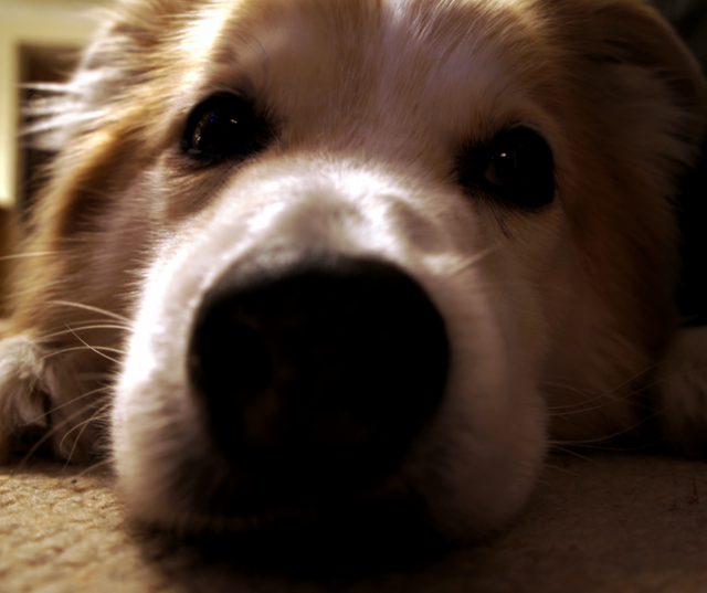 Keighley Puppy & Adult Dog Training Club