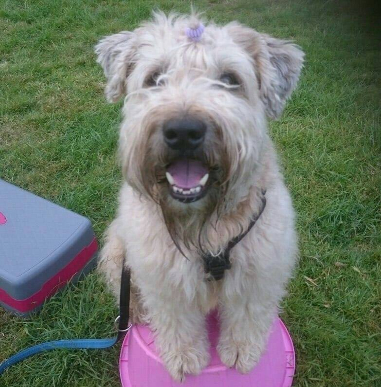 Soft Coated Wheaten Terrier sat on a plinth