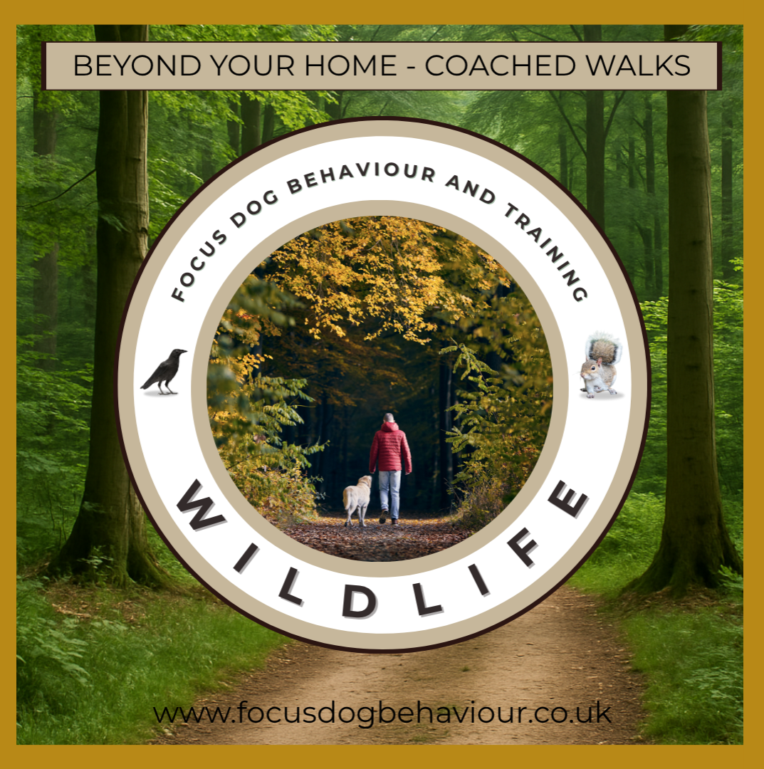 Beyond Your Home – Wildlife: train your dog around birds, squirrels, and nature distractions