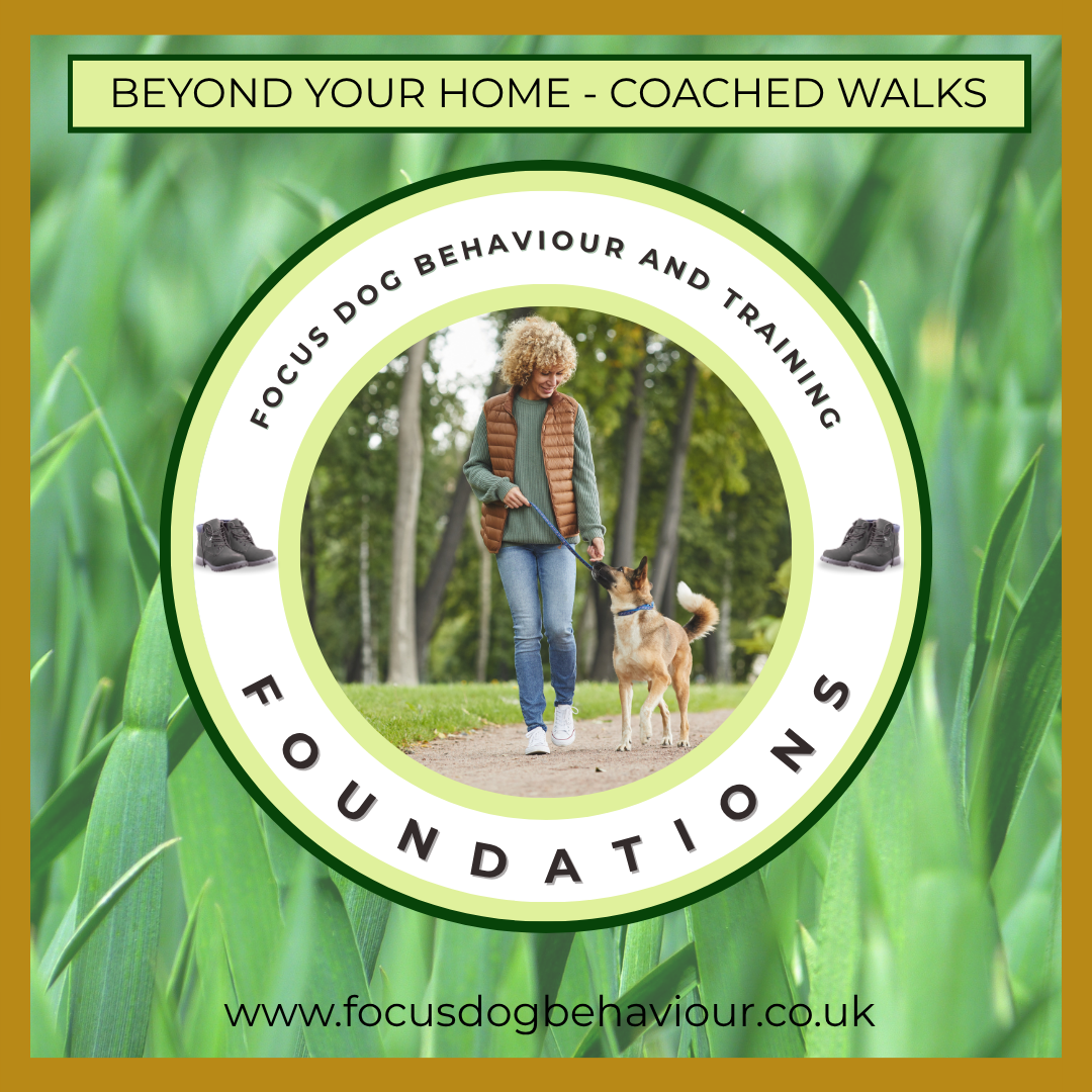 Beyond Your Home – Foundations: real-world dog training in Shipley.