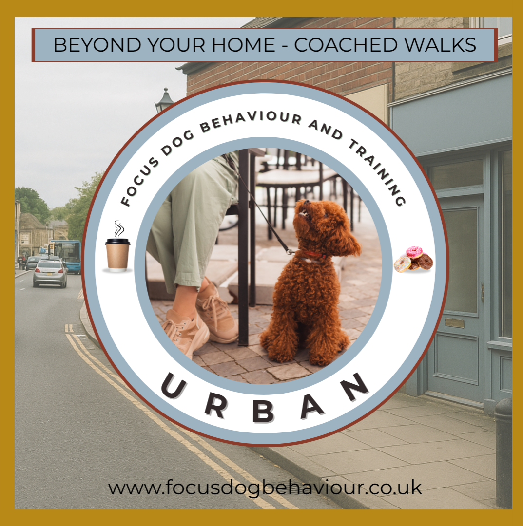 Beyond Your Home – Urban: real-life dog training near traffic, shops, and distractions