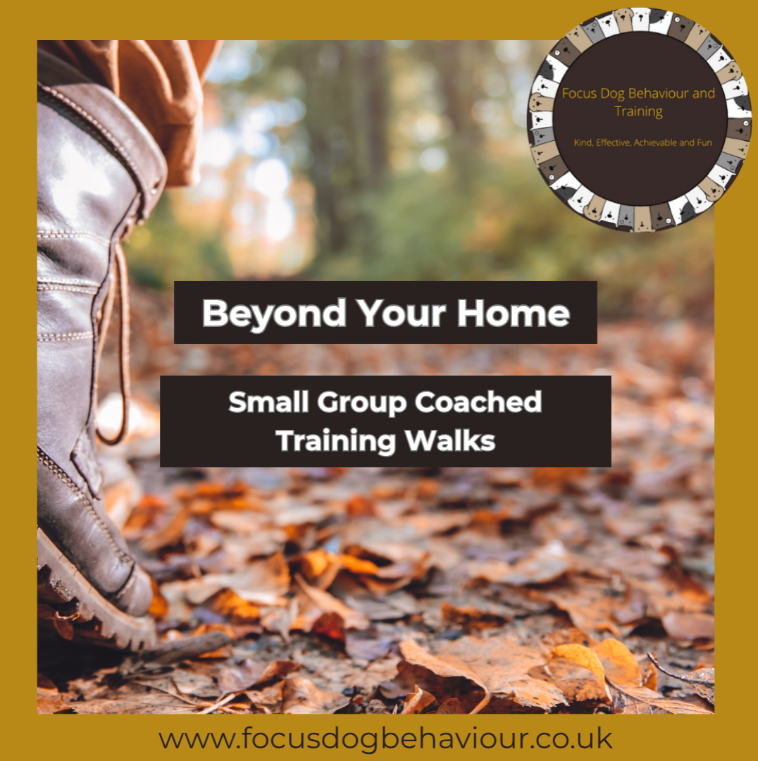 Beyond Your Home – coached dog training walks in Shipley, Bingley and Saltaire