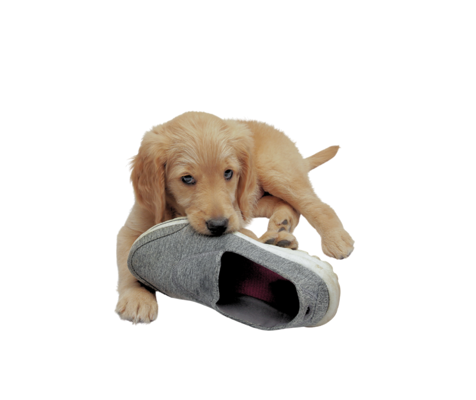 Golden retriever puppy chewing on a slipper