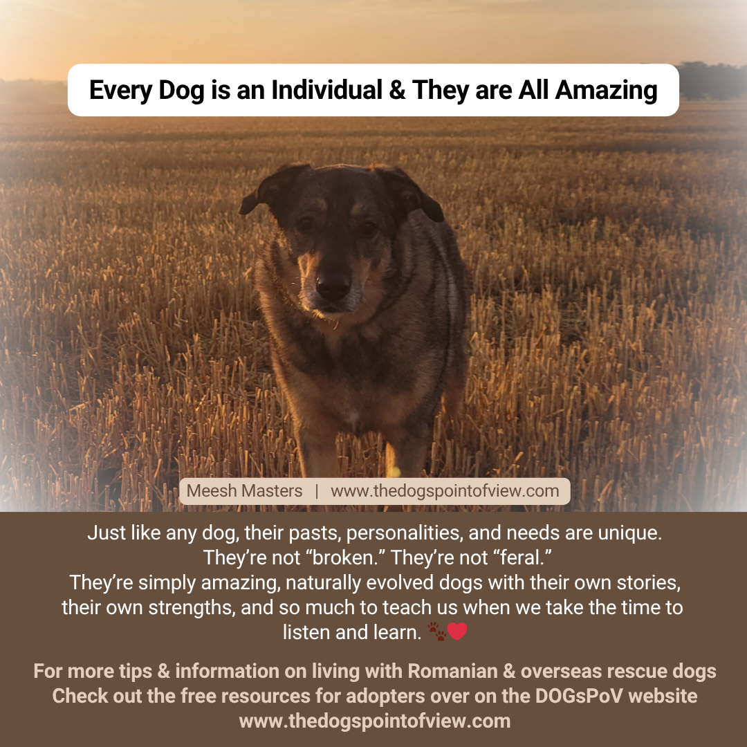 Every dog is an individual and they are all amazing