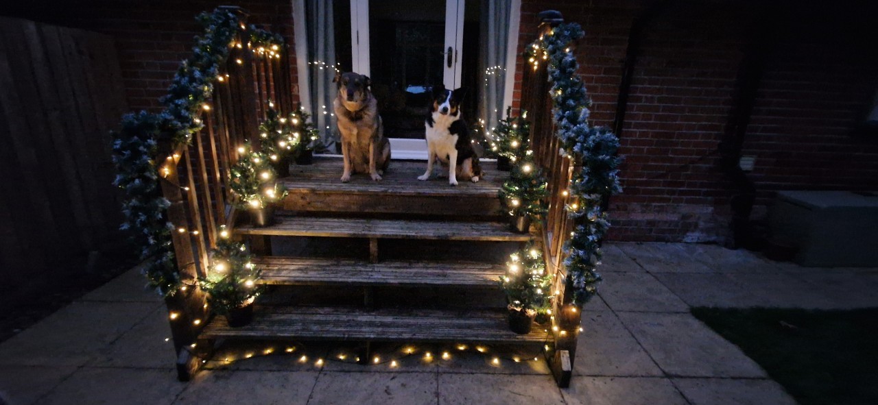 Romanian rescue dog & border collie sitting on steps with christmas lights