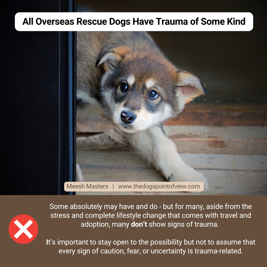 All overseas rescue dogs have trauma of some kind