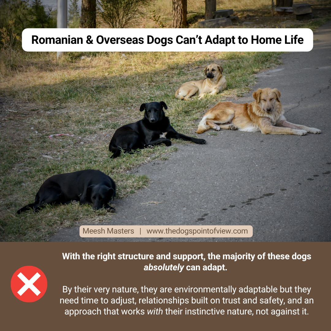 Romanian & overseas rescue dogs can't adapt to home life