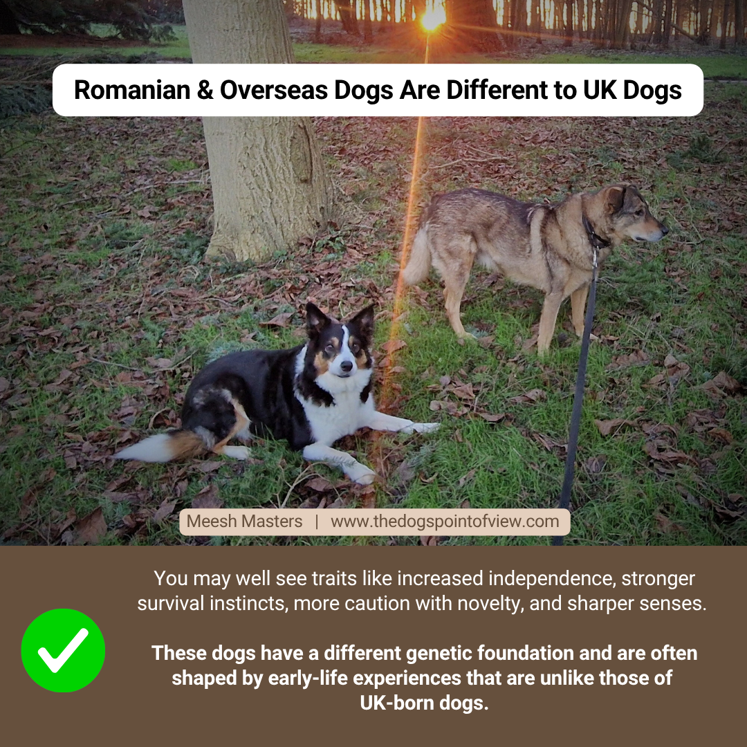 Romanian & Overseas dogs are different to UK dogs