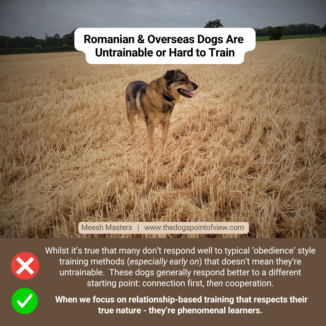 Romanian & overseas dogs are untrainable or hard to train