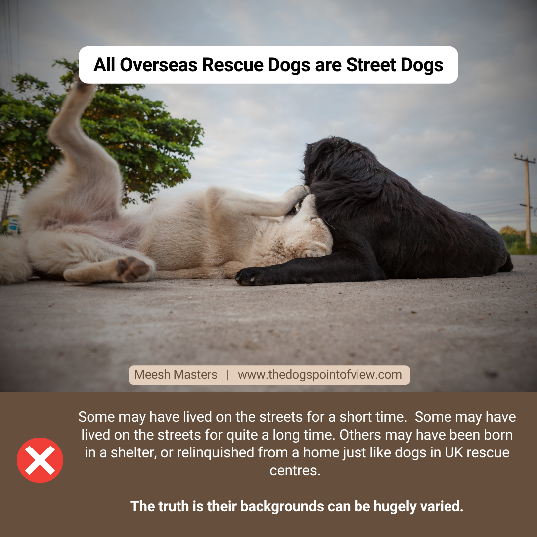 All overseas rescue dogs are street dogs