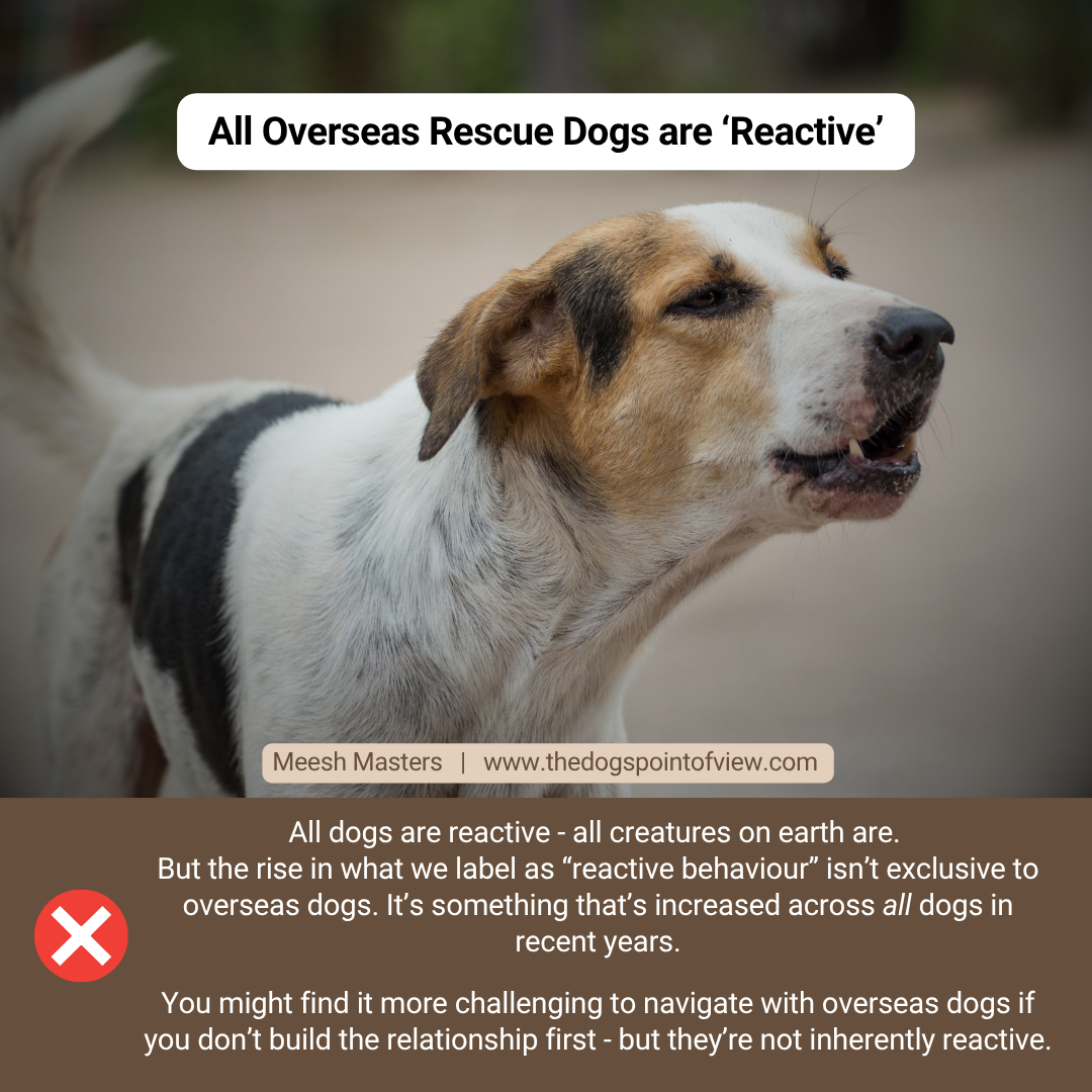 All overseas rescue dogs are 'reactive'