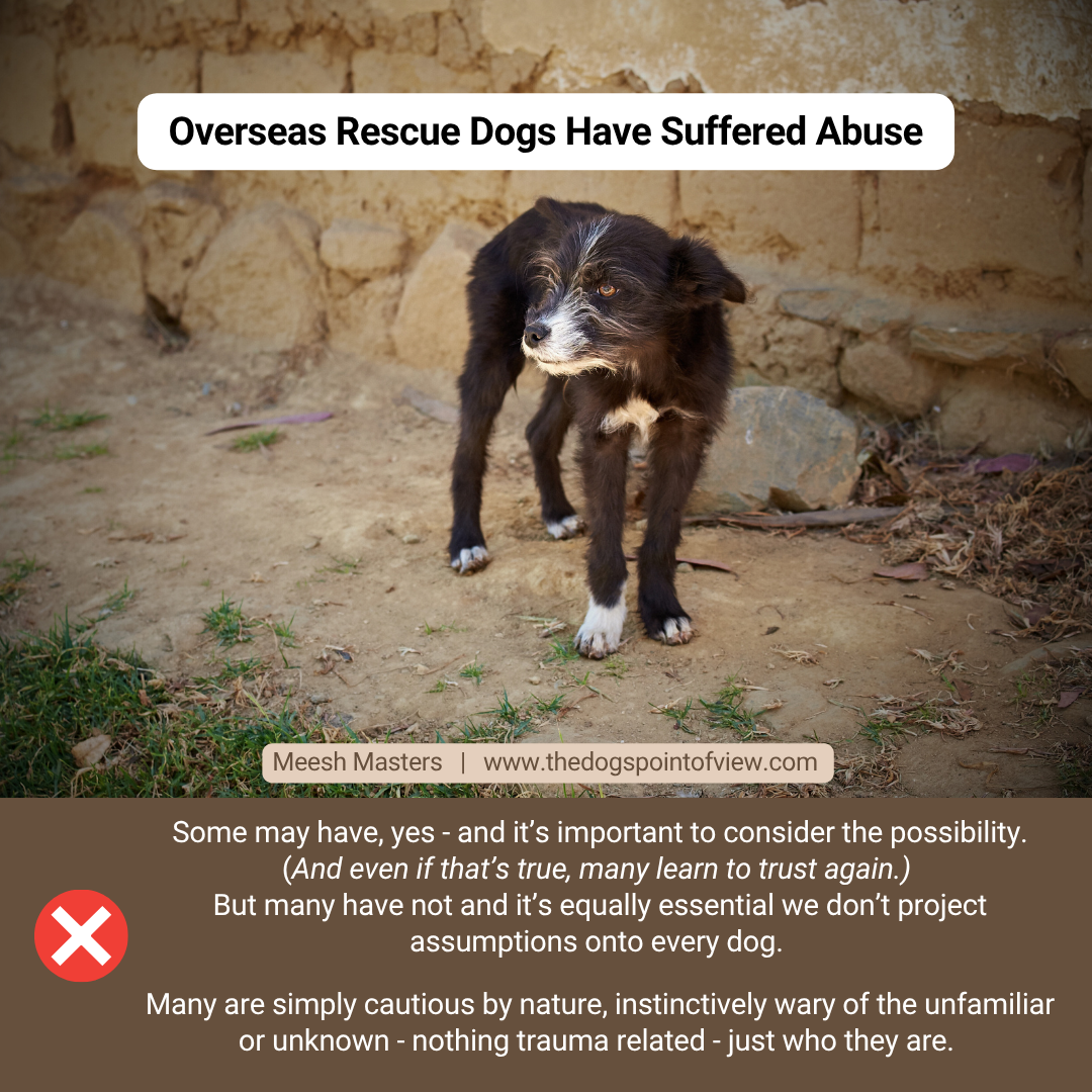 Overseas rescue dogs have suffered abuse