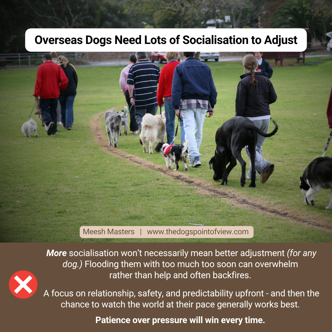 Overseas dogs need lots of socialisation to adjust