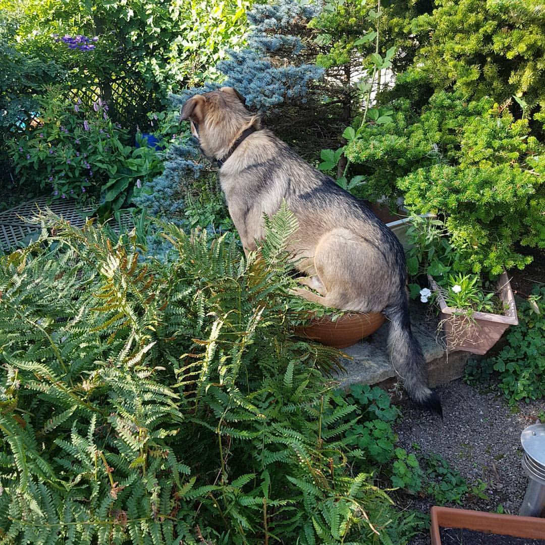 romanian rescue dog sitting in a plant pot