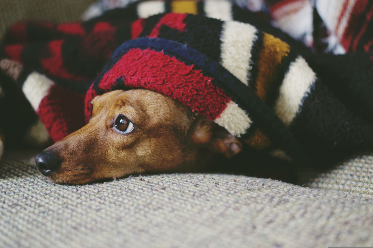dog laying under a blanket looking out
