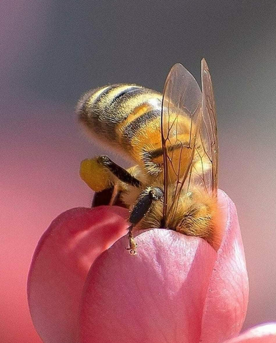 beekeeping training