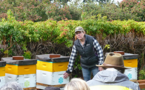 Beekeeping Coach and Mentor