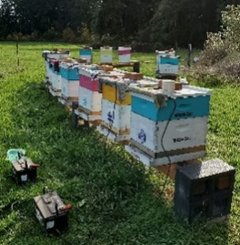 Beekeeping Coach and Mentor