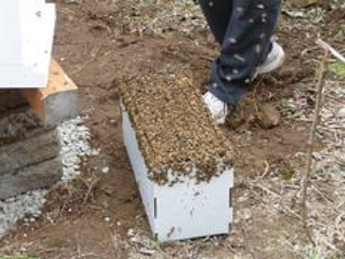 Beekeeping Coach and Mentor