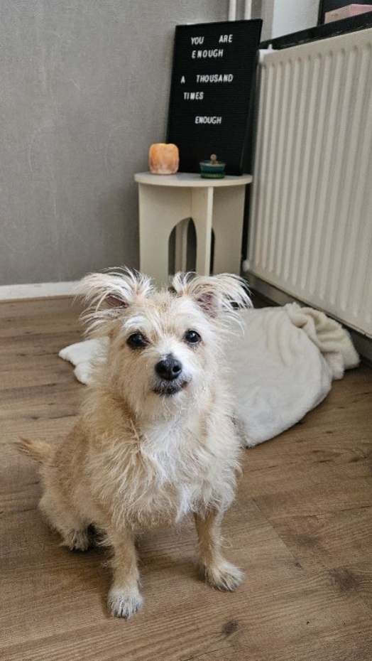 photo of the Yoga with Biddy practice space, showing her small blond dog on a fluffy white blanket, looking into the camera lens