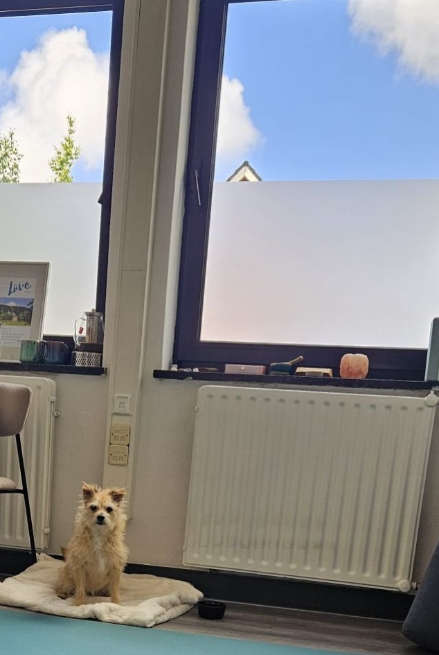 Yoga with Biddy practice space, showing her small blond dog on a fluffy white blanket, looking into the camera lens