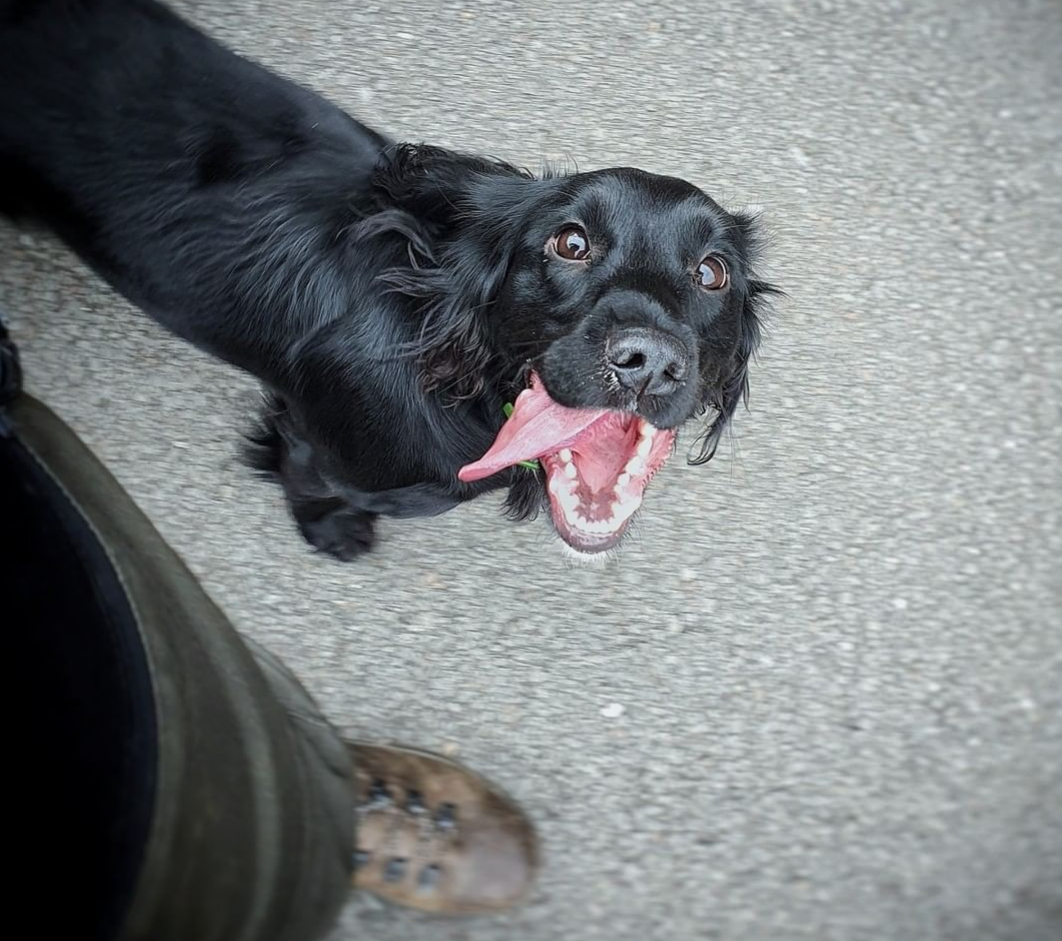 Synchro Dog Training Courses