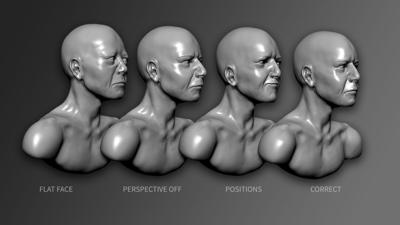 anatomy zbrush