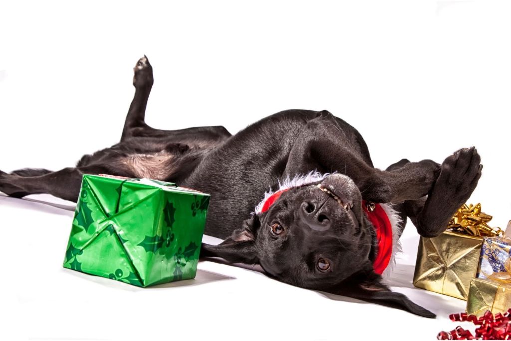 Dog lying upside down in between wrapped Christmas presents
