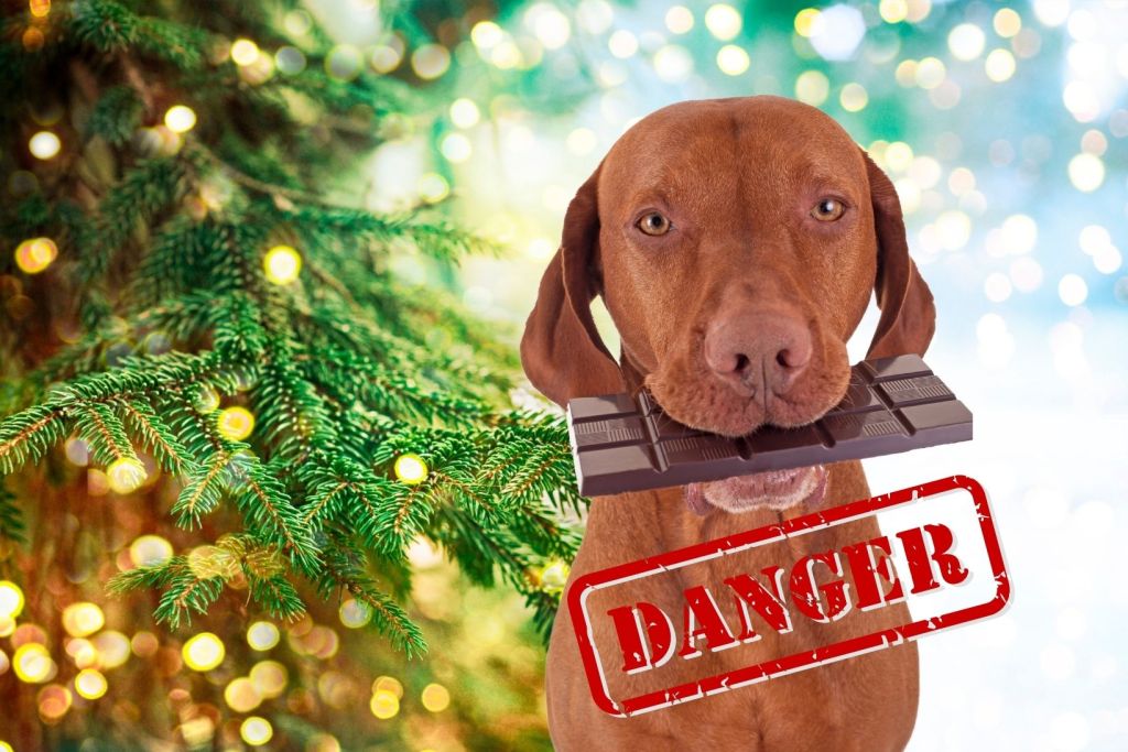 Dog holding a bar of chocolate near a Christmas tree - with a danger warning sign