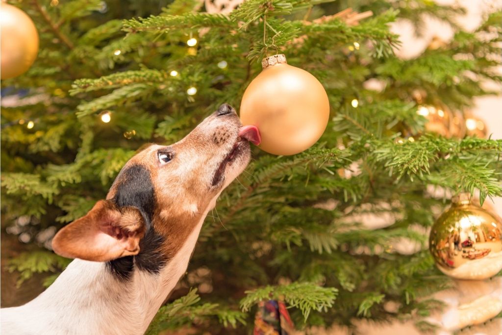 Dog licking a Christmas ornament