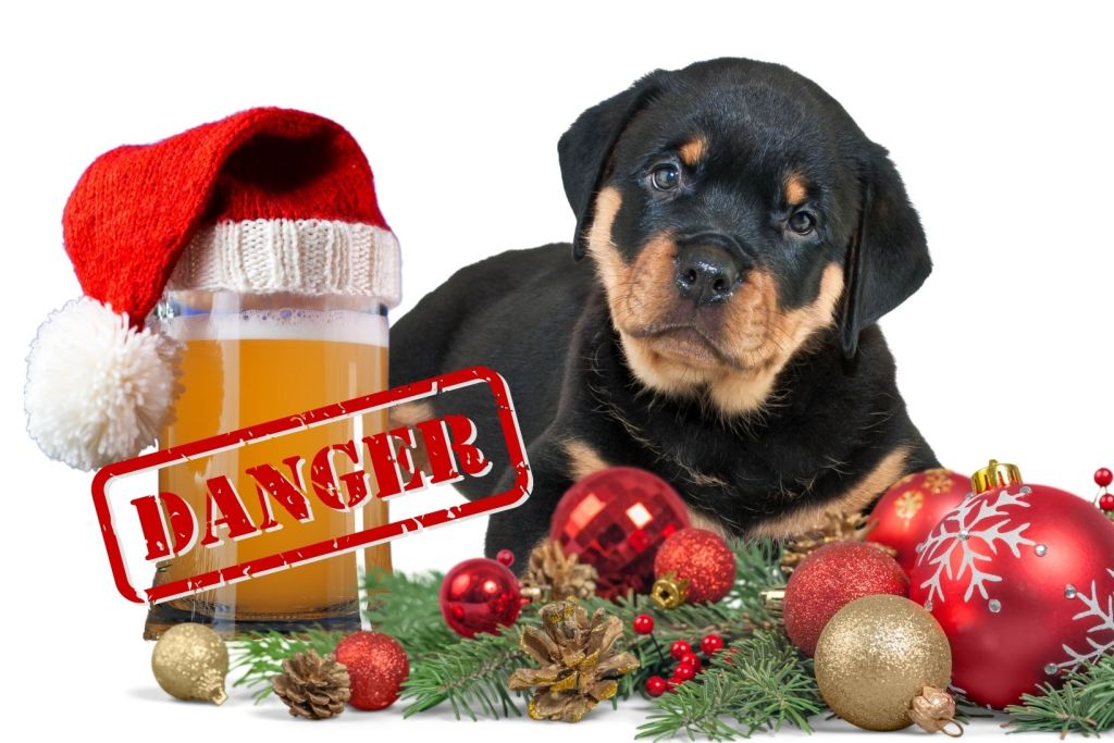 Cute Rottweiller puppy with Christmas ornaments and beer - with Danger warning sign