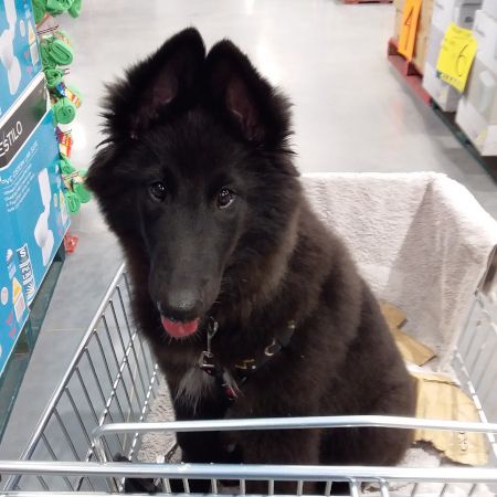 Puppy in trolley