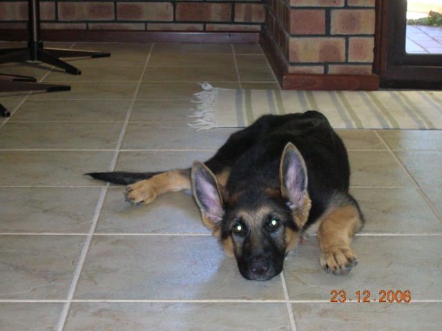 German Shepherd Puppy