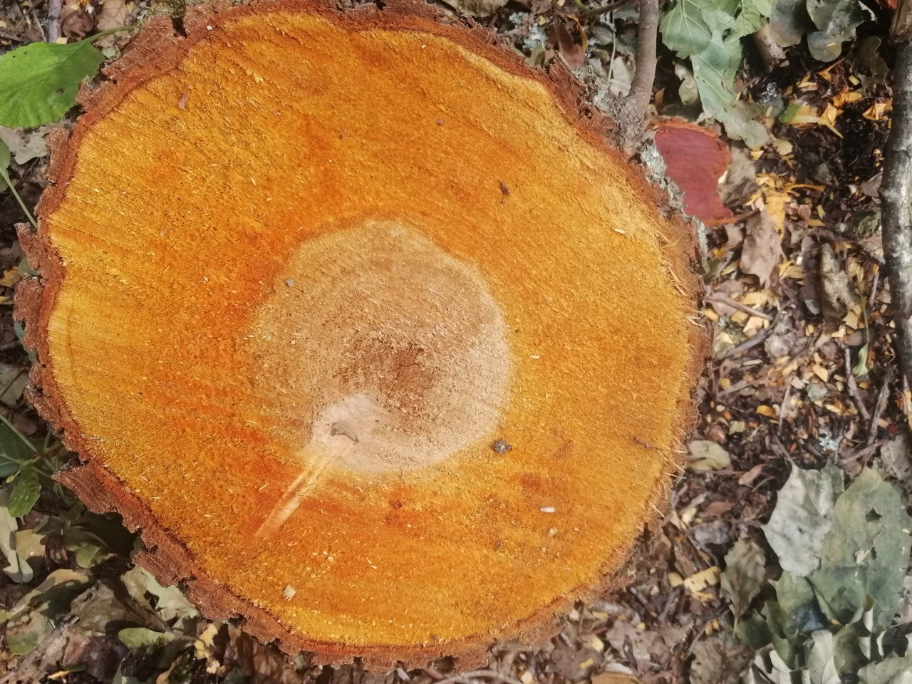 Transformasjonen gjennom Oppvåkningen