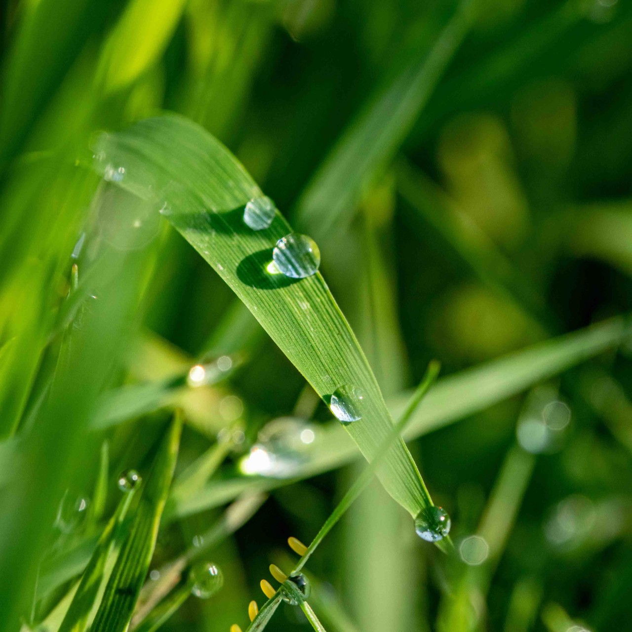 Plant with eater droplets on it
